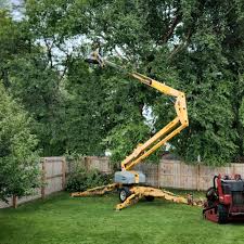 How Our Tree Care Process Works  in  Shallotte, NC